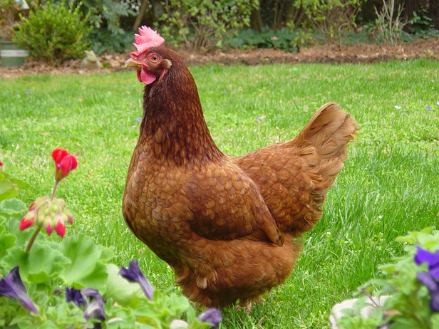 grown laying hens for sale